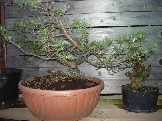Pinus sylvestris 2006 - yamadori development Bs10