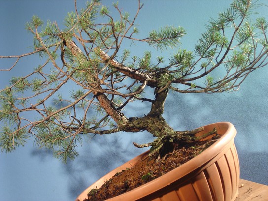 Pinus sylvestris 2006 - yamadori development Bs_110