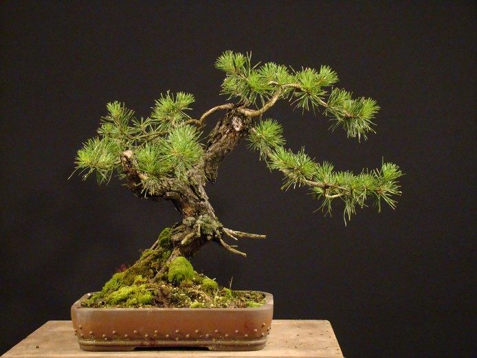 Pinus sylvestris 2006 - yamadori development Bs_410