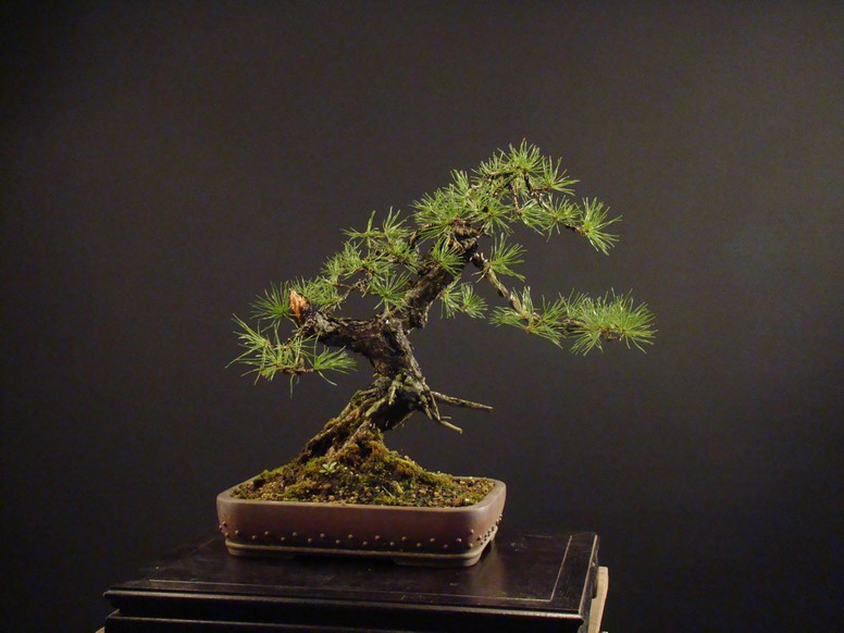 Pinus sylvestris 2006 - yamadori development Bs_510