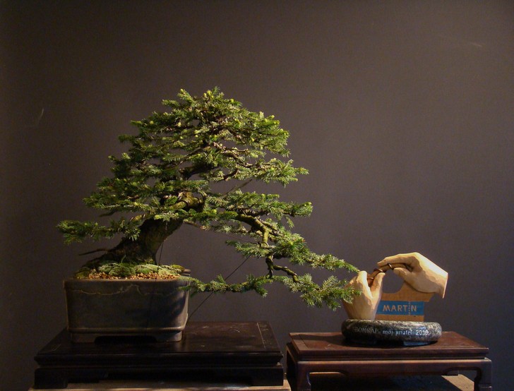 Picea abies 2002 - yamadori "LOGO" Cen_0010
