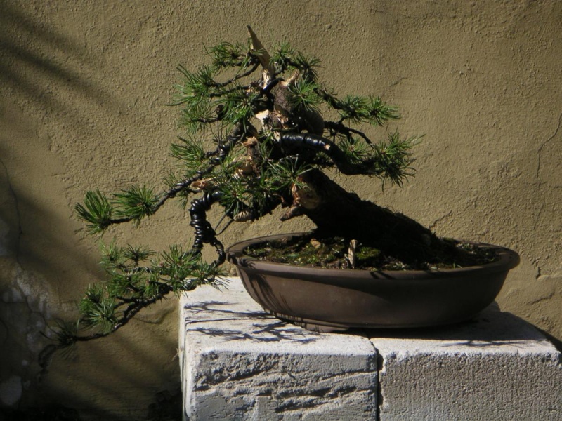 Yamadori Pinus mugo for demo D1710
