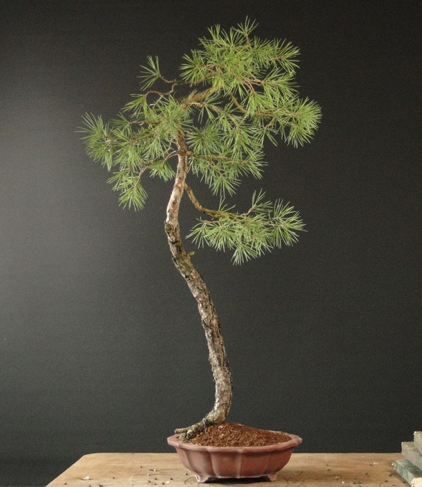 Light Pinus sylvestris Dsc03910