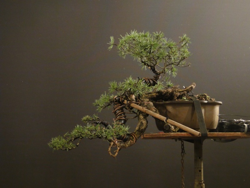Pinus sylvestris - yamadori "Dragon" Dsc07216