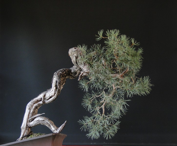 Pinus sylvestris -  Yamadori with dynamic trunk (ovner Mirek Š) first styling Dsc07219