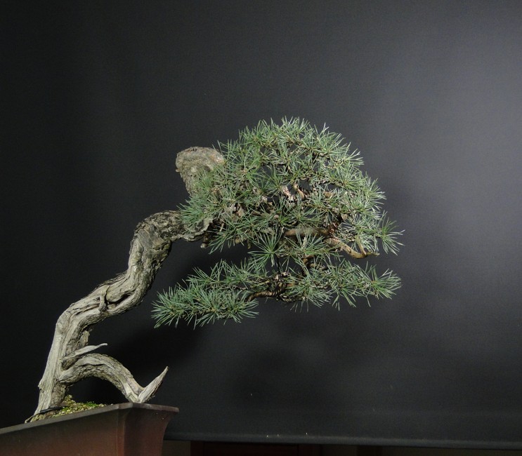 Pinus sylvestris -  Yamadori with dynamic trunk (ovner Mirek Š) first styling Dsc07310