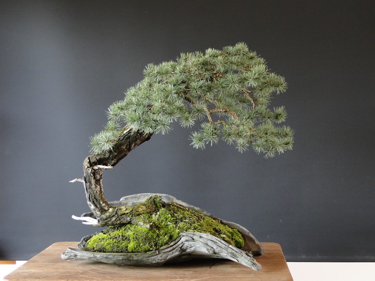 Yamadori Pinus sylvestris -owner Mirek Škrabal Dsc07414