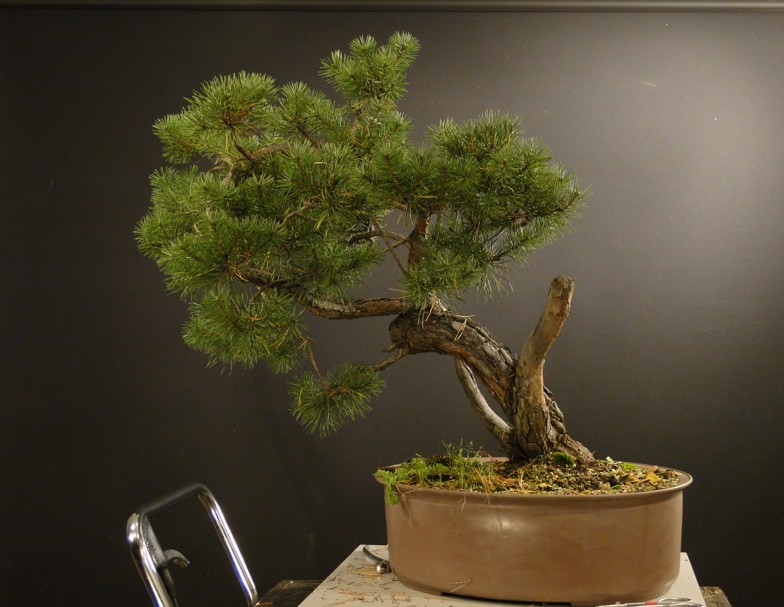 Pinus sylvestris - owner Mr. Homola (SK) Dsc07420