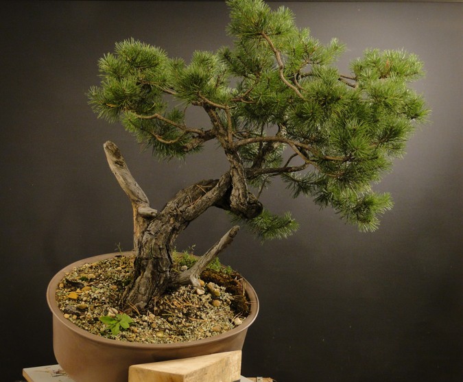 Pinus sylvestris - owner Mr. Homola (SK) Dsc07421