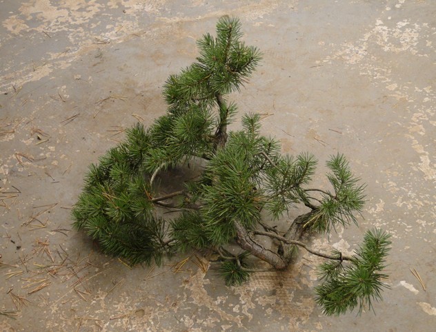 Pinus sylvestris - owner Mr. Homola (SK) Dsc07423