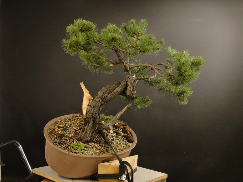 Pinus sylvestris - owner Mr. Homola (SK) Dsc07425