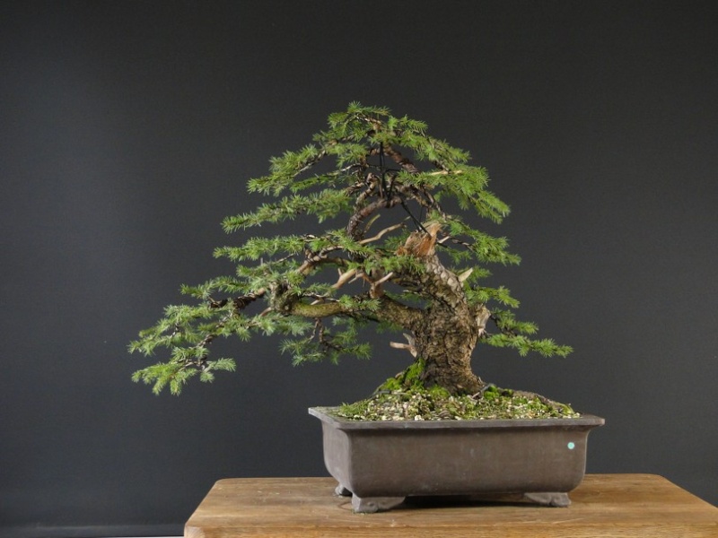Yamadori Picea abies (owner M.Škrabal) - first styling Dsc07512
