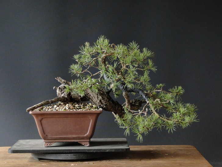 Pinus sylvestris - SEMI CASCADE Dsc07515