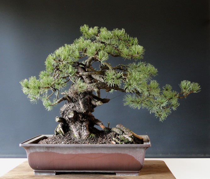 Pinus mugo 2007 (owner Mirek Škrabal) - first styling 2011 Dsc07522
