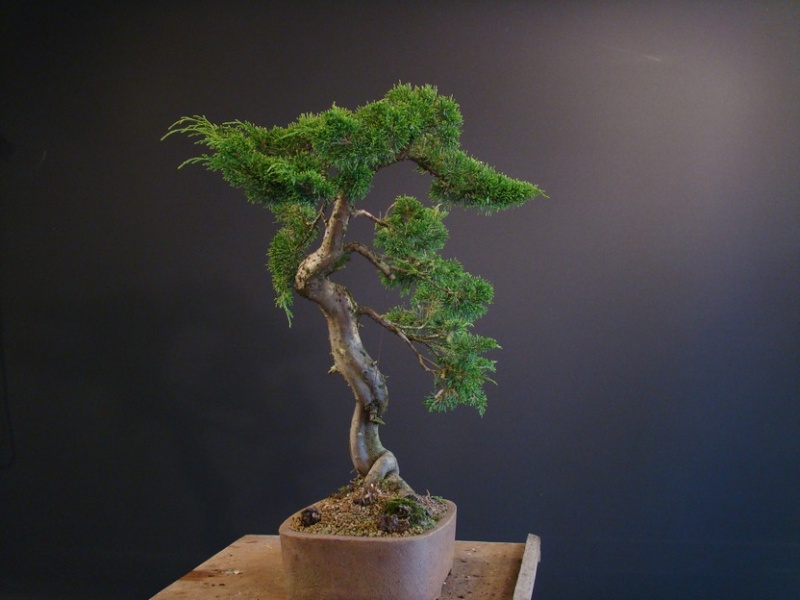 Juniperus chinensis "Itoigawa" - 2008 Jal_0110