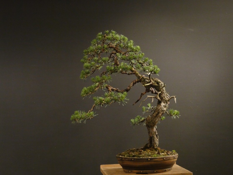 Pinus sylvestris - wider trunk - Page 2 Jaro-s10