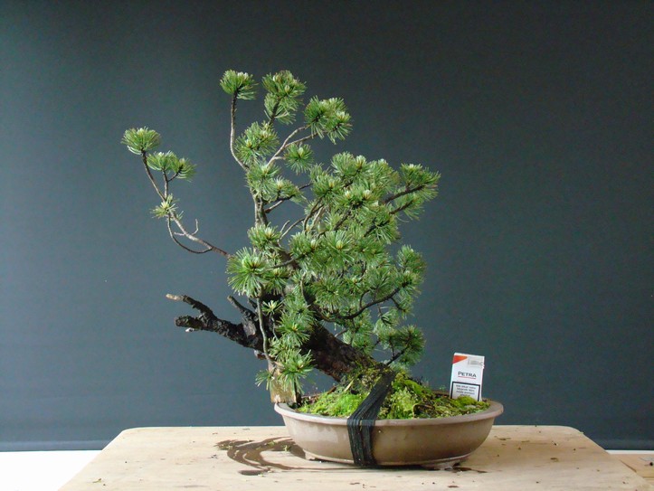Yamadori Pinus mugo for demo Mar_510