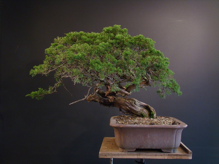 Juniperus sabina - yamadori 2008 - first styling Mas_1010
