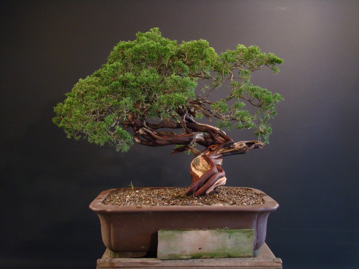 Juniperus sabina - yamadori 2008 - first styling Mas_1310