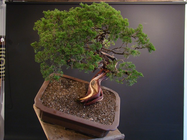 Juniperus sabina - yamadori 2008 - first styling Mas_1510