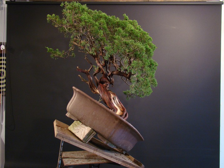 Juniperus sabina - yamadori 2008 - first styling Mas_1610
