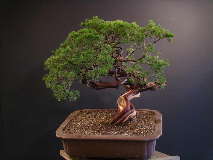 Juniperus sabina - yamadori 2008 - first styling Mas_1710