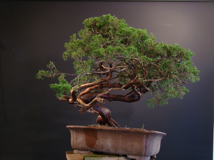 Juniperus sabina - yamadori 2008 - first styling Mas_1810