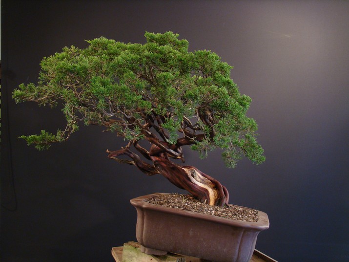 Juniperus sabina - yamadori 2008 - first styling Mas_1910