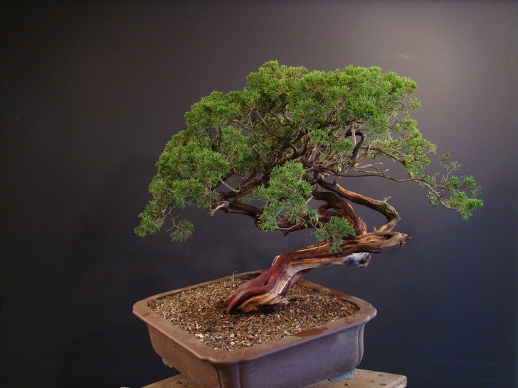 Juniperus sabina - yamadori 2008 - first styling Mas_2010