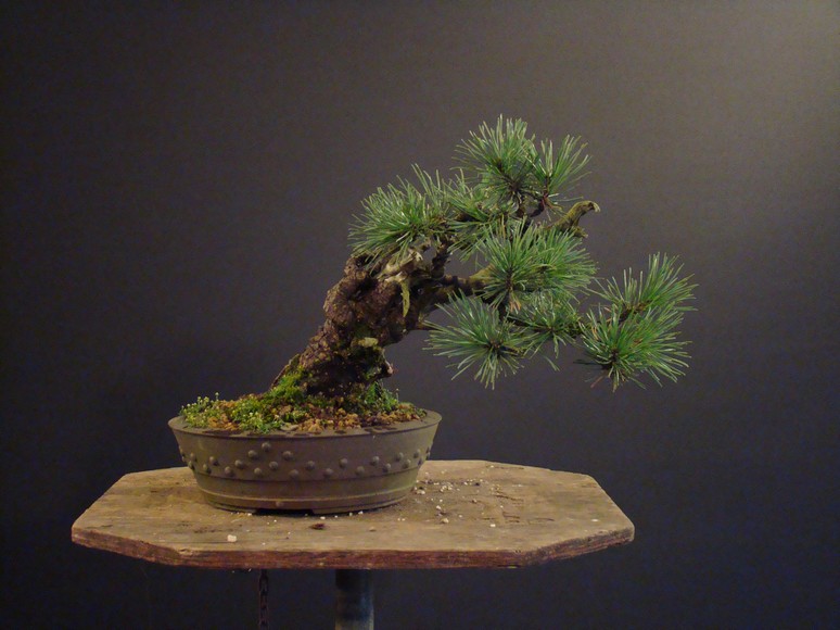 Small Pinus mugo Mt_110