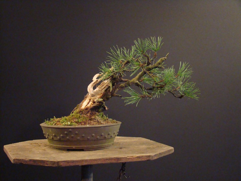 Small Pinus mugo Mt_210