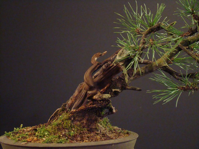 Small Pinus mugo Mt_310