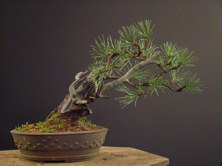 Small Pinus mugo Mt_410