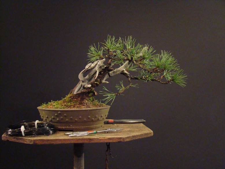 Small Pinus mugo Mt_510