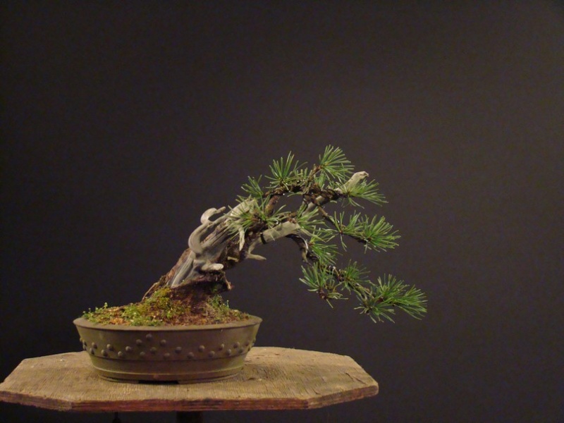 Small Pinus mugo Mt_610
