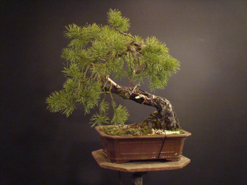 Pinus sylvestris 2005 - "Transformations " Od_110