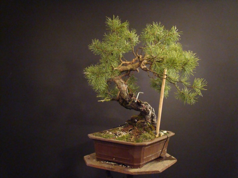 Pinus sylvestris 2005 - "Transformations " Od_1210