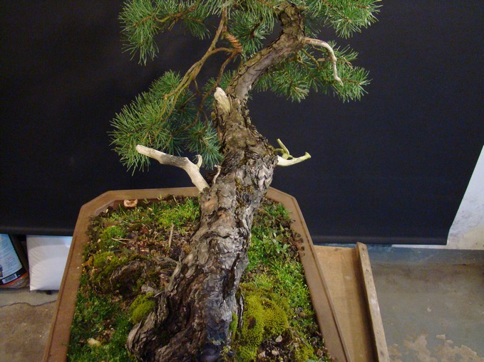 Pinus sylvestris 2005 - "Transformations " Oh-3-10