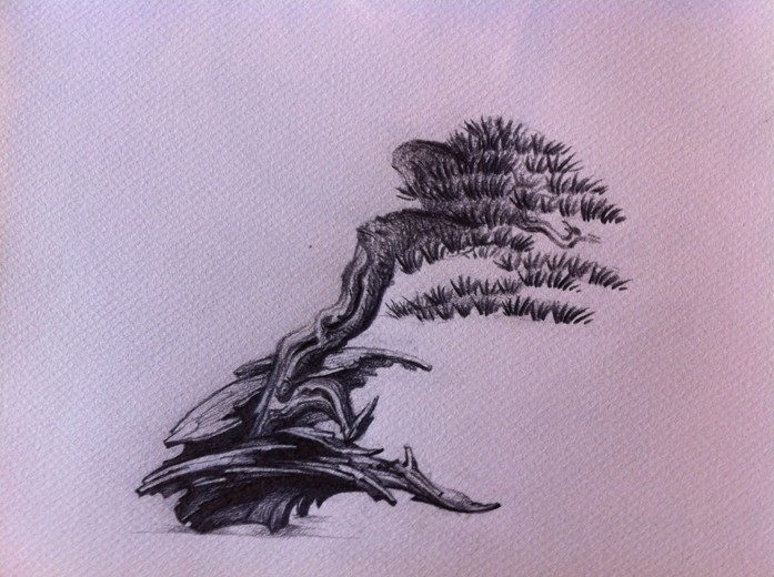 Pinus sylvestris -  Yamadori with dynamic trunk (ovner Mirek Š) first styling Photo_15