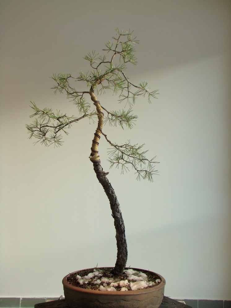 Light Pinus sylvestris Picea_10