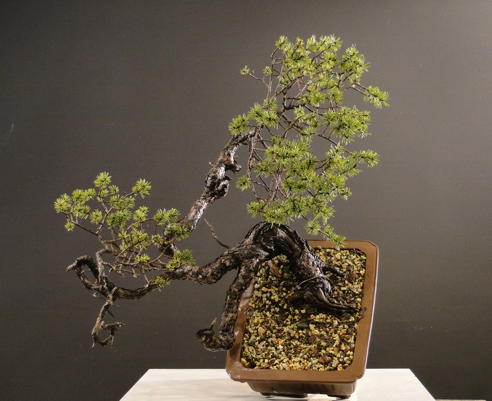 Pinus sylvestris - yamadori "Dragon" Pr-03810