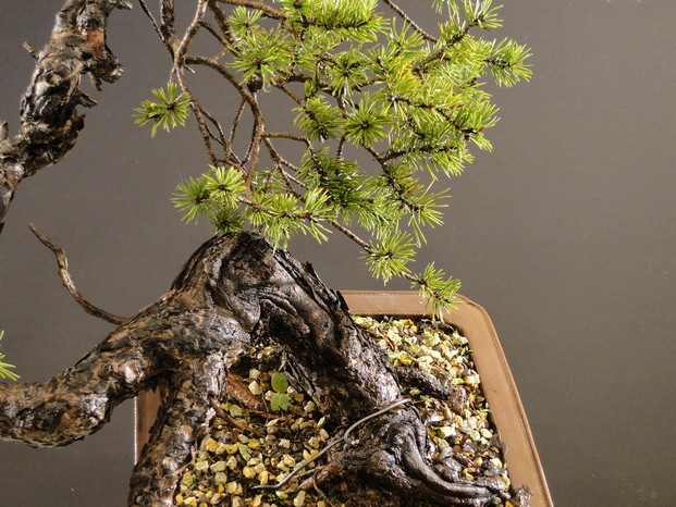 Pinus sylvestris - yamadori "Dragon" Pr-04010