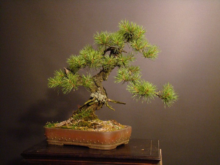 Pinus sylvestris 2006 - yamadori development Psob_010