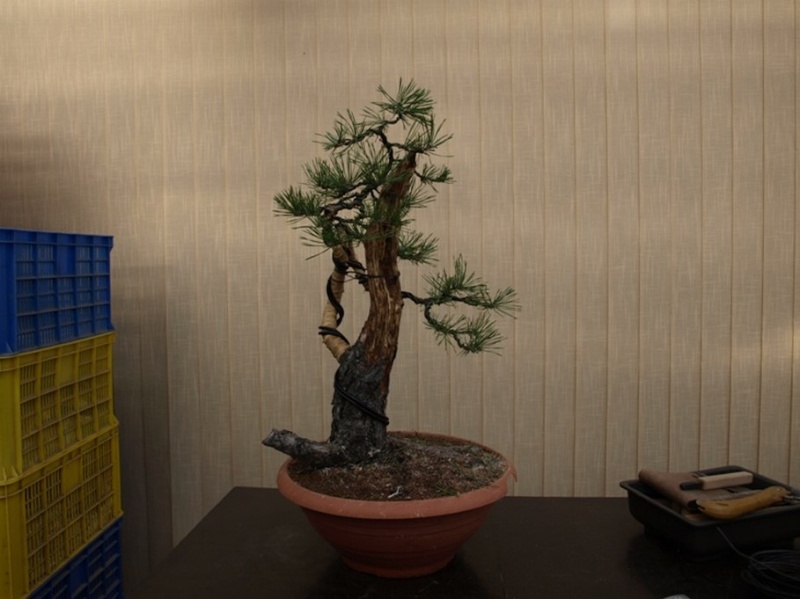 Pinus sylvestris - restyling 2011 (owner my friend Jirka) Rep_210