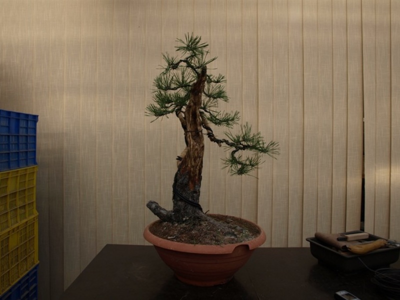 Pinus sylvestris - restyling 2011 (owner my friend Jirka) Rep_310