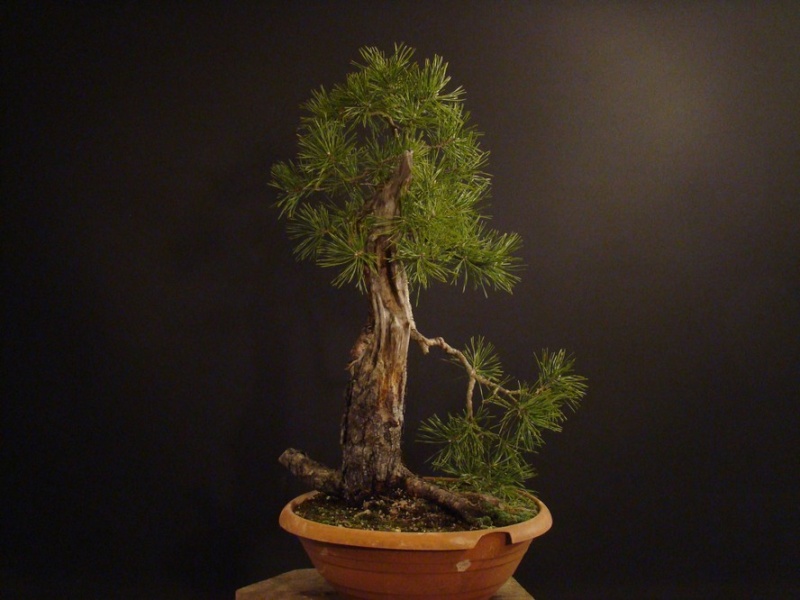 Pinus sylvestris - restyling 2011 (owner my friend Jirka) Rep_410