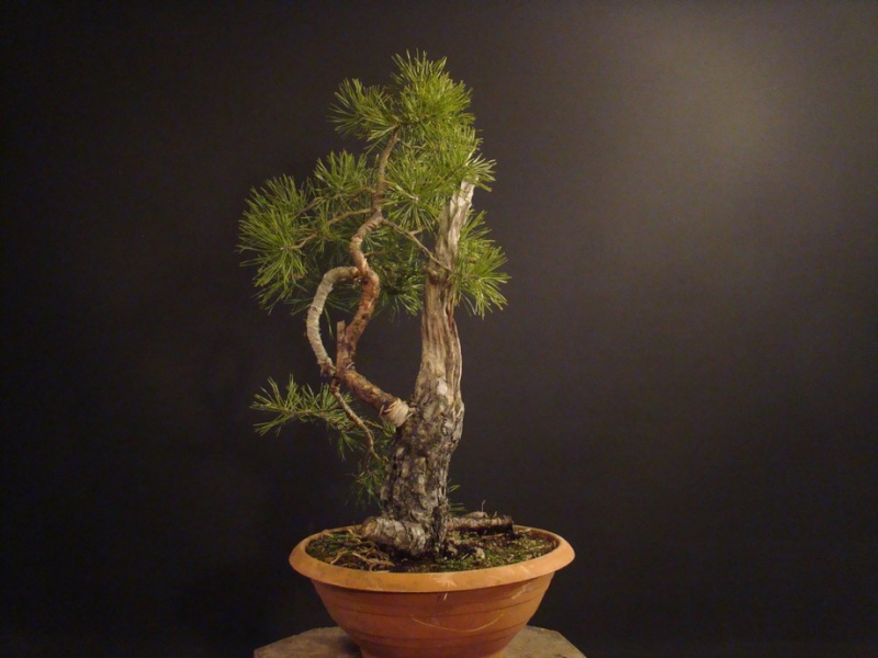 Pinus sylvestris - restyling 2011 (owner my friend Jirka) Rep_510