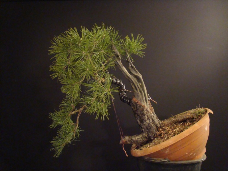 Pinus sylvestris - restyling 2011 (owner my friend Jirka) Rep_710