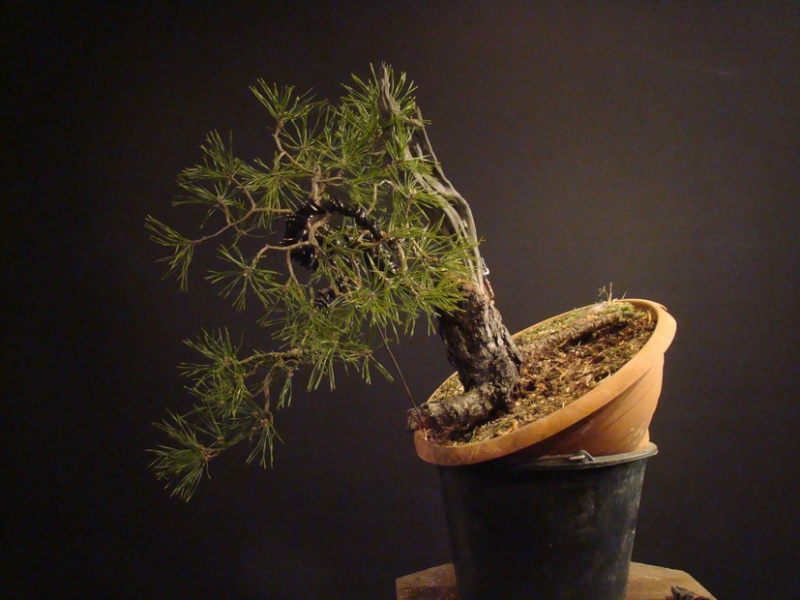 Pinus sylvestris - restyling 2011 (owner my friend Jirka) Rep_810
