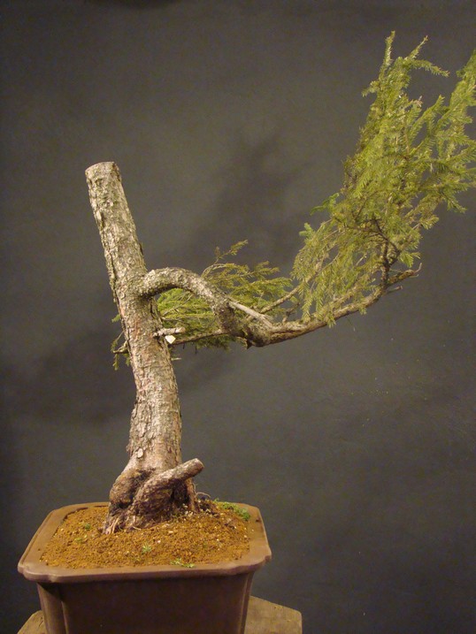 Picea yamadori "Wing" - 2007 S_110